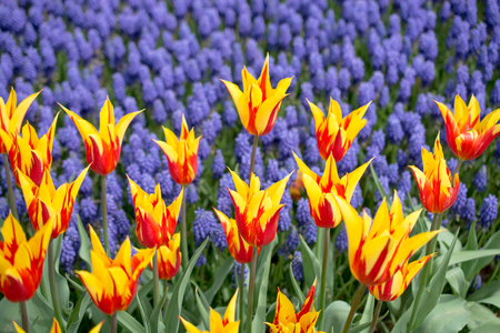 Colorful tulip flowers bloom in the spring  gardenの写真素材