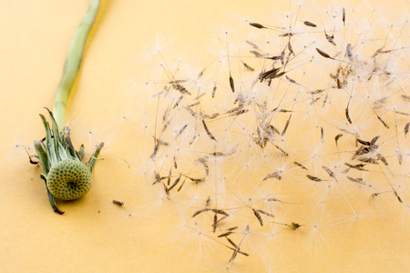 White Dandelion flower blown on yellow backgroundの写真素材
