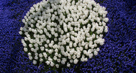 Colorful tulip flowers bloom in the spring  garden