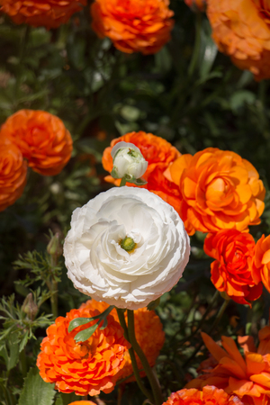 Colorful tulip flowers bloom in the spring  gardenの写真素材
