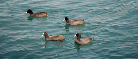 Flock of birds on water with water surface backgroundの写真素材