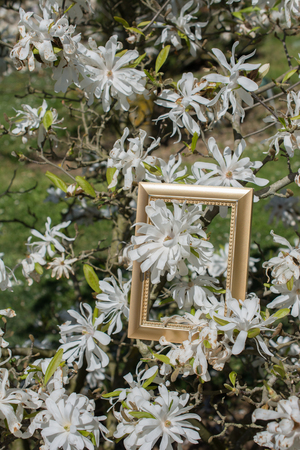 Tree bloom blossom beautiful flowers in wooden frameの写真素材