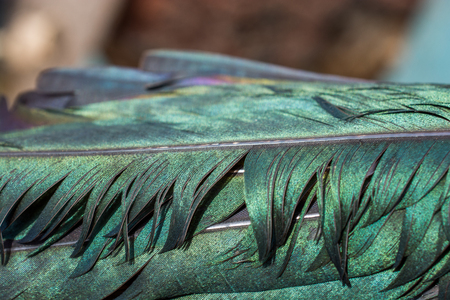 Beautiful bird feathers for decorative purposesの写真素材