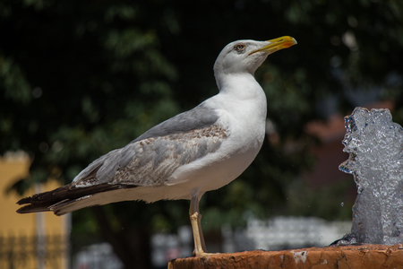 seagull by the fountain in the rose gardenの写真素材