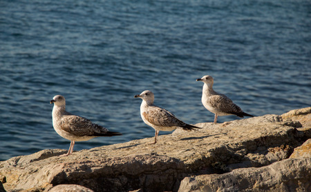 Seagulls are on the rock by the sea watersの写真素材