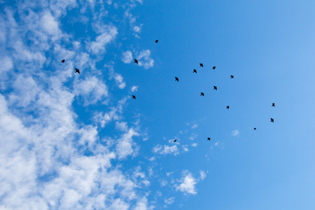 Flock of birds seen flying in the skyの写真素材