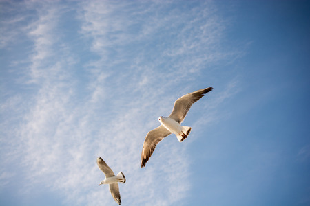 Pair of seagulls flying in the sky backgroundの写真素材