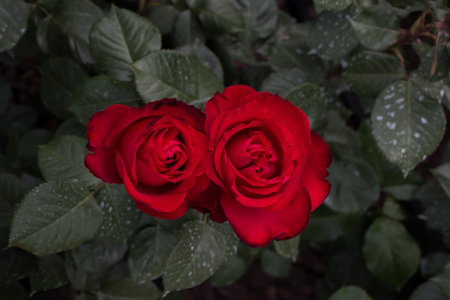 Blooming beautiful colorful roses in the garden backgroundの写真素材