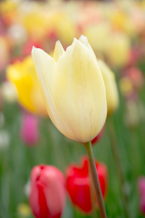 Outstanding colorful tulip flower bloom in the spring  gardenの写真素材