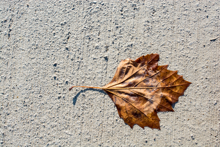 One separate dry leaf  of Autumn timesの写真素材