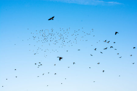 Flock of birds seen flying in the sky