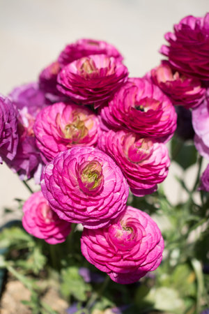 Colorful tulip flowers bloom in the spring  garden