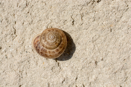 The snail slides up  down the stony groundの写真素材