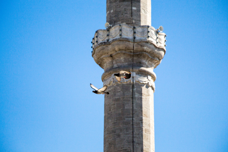 Pigeon flying in air by the side of a minaretの写真素材
