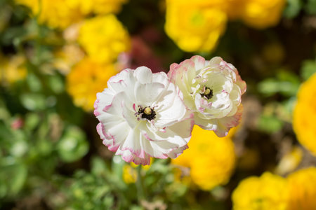 Colorful tulip flowers bloom in the spring  garden