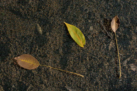 One separate dry leaf  of Autumn timesの写真素材