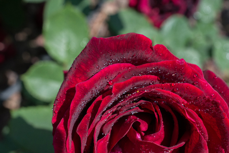 Colorful fresh rose in the close up viewの写真素材