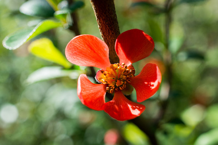 Tree bloom blossom beautiful flowers in spring seasonの写真素材