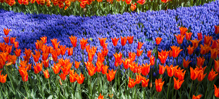 Garden with blooming  tulip flowers in spring gardenの写真素材