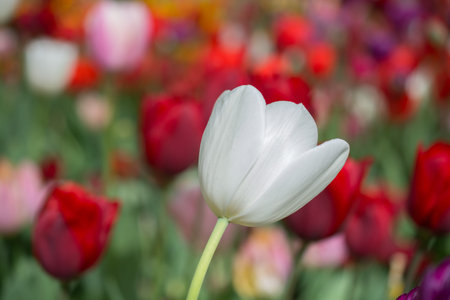 Outstanding colorful tulip flower bloom in the spring  garden