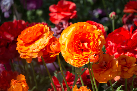 Colorful tulip flowers bloom in the spring  gardenの写真素材