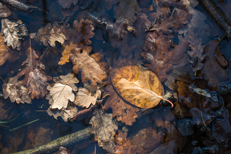 Texture background of autumn season with leavesの写真素材