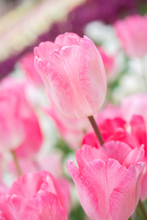 Colorful tulip flowers bloom in the spring  gardenの写真素材