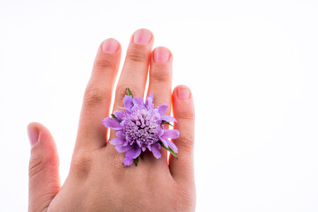 Hand holding A Purple Flower on a white backgroundの写真素材