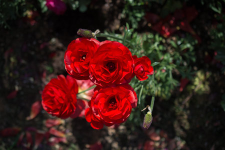 Blooming beautiful colorful natural flowers in view