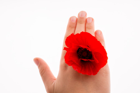Hand holding a Red Poppy on a white backgroundの写真素材