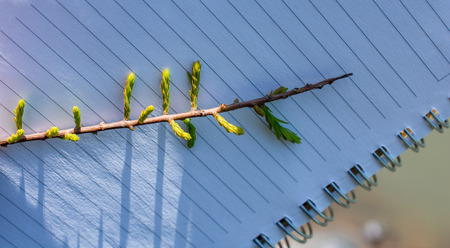 Leaves in hand over a notebook pageの写真素材