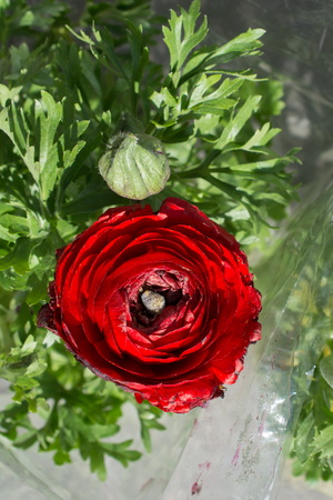 Blooming beautiful colorful natural flower in viewの写真素材