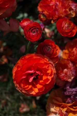 Colorful tulip flowers bloom in the spring  gardenの写真素材