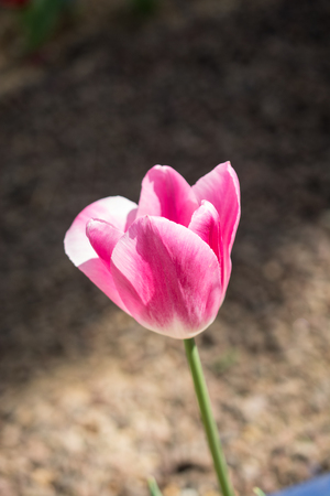 Colorful single tulip flower bloom in the spring gardenの写真素材