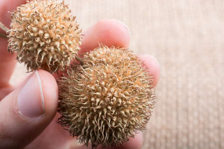 Hand holding pod, cone  or capsule on backgroundの写真素材