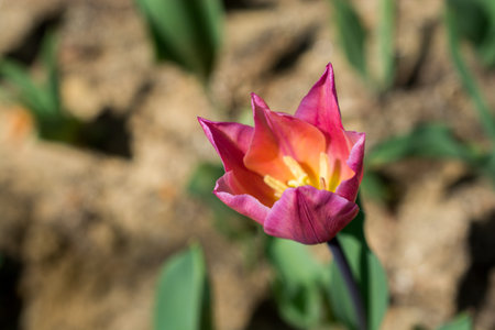 Outstanding colorful tulip flower bloom in the spring  garden