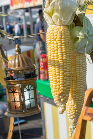 Fresh corn on the cob kernels are peeledの写真素材