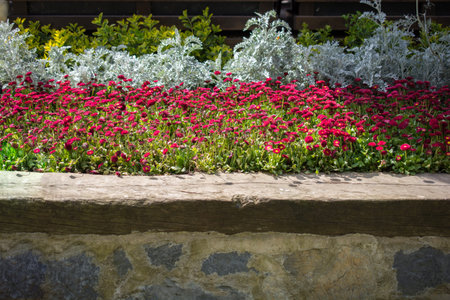 Blooming beautiful colorful natural flowers in view