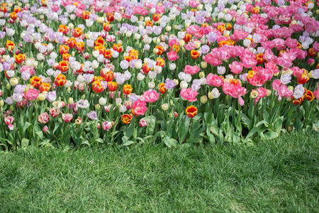 Blooming beautiful colorful natural flowers in viewの写真素材