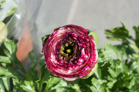 Blooming beautiful colorful natural flower in view