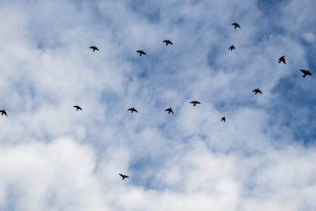 Flock of birds seen flying in the sky