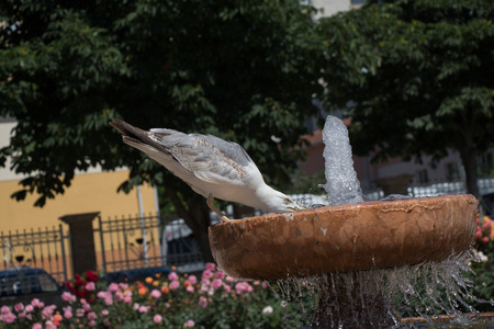 seagull by the fountain in the rose gardenの写真素材