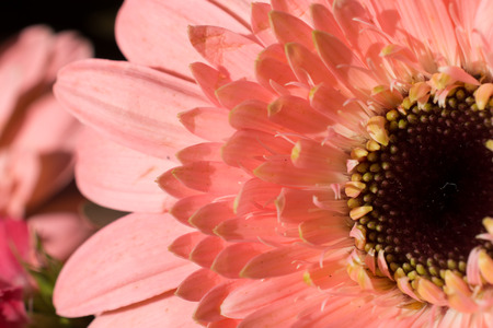 Beautiful colorful natural spring flowers in macro viewの写真素材