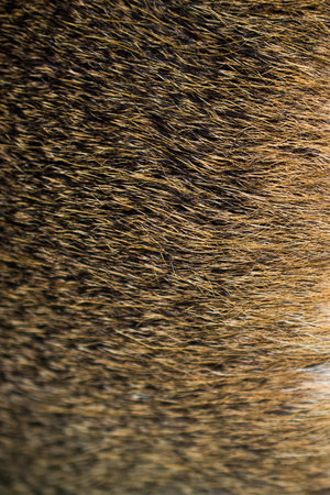 Decorative animal  fur as a background texture