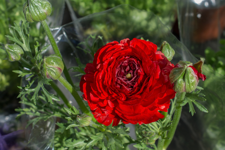 Blooming beautiful colorful natural flower in viewの写真素材