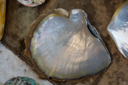 Beautiful seashell on the desk in biewの写真素材