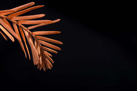One separate dry leaf  of Autumn times