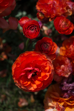 Blooming beautiful colorful natural flowers in viewの写真素材
