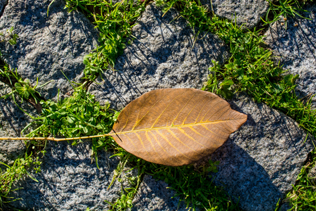 One separate dry leaf  of Autumn timesの写真素材