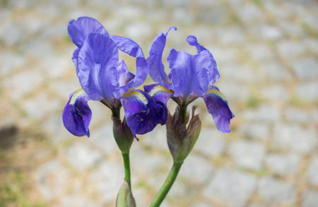 Blooming beautiful colorful natural flowers in view